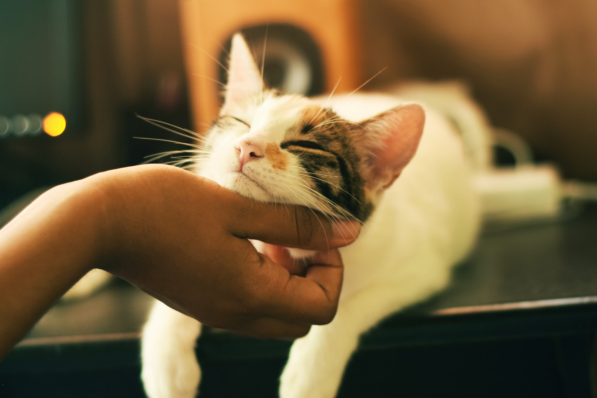 Health benefits of interacting with a cat